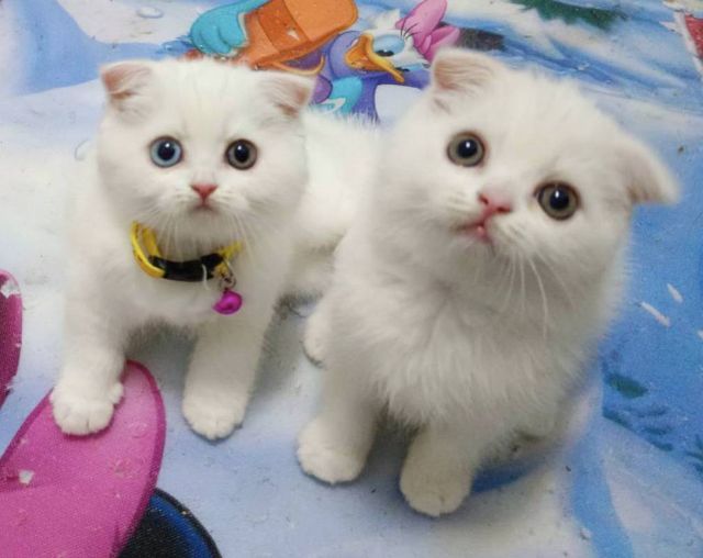 สก็อตติช โฟลด์ (Scottish Fold) ขายแมวสก็อตติชหูพับเพศชายกับหญิง
