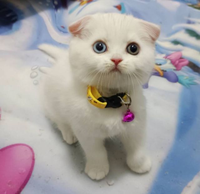 ขายแมวสก็อตติชหูพับเพศชายกับหญิง รูปที่ 2