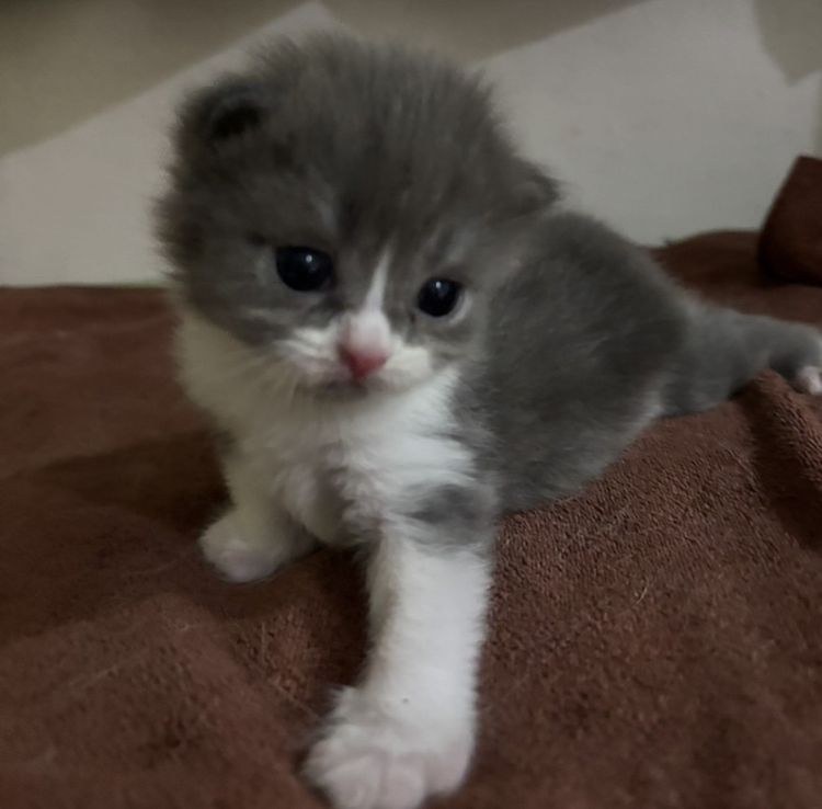 แมวสก๊อตติชโฟล์ด รูปที่ 3