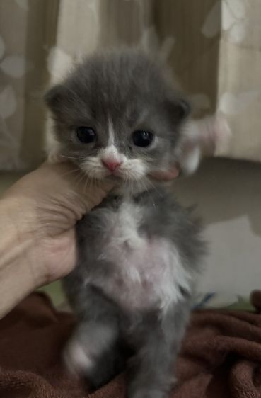 แมวสก๊อตติชโฟล์ด รูปที่ 2