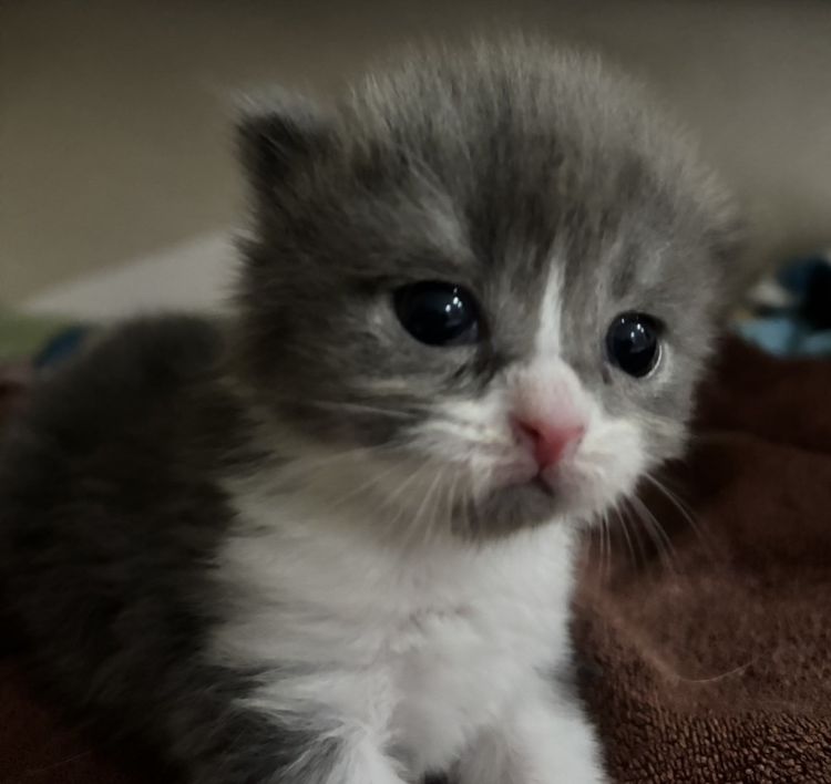สก็อตติช โฟลด์ (Scottish Fold) แมวสก๊อตติชโฟล์ด
