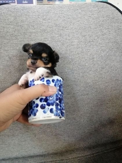 ไซส์เล็กหัวแอปเปิ้ล​คิ้วใหญ่​ รูปที่ 8