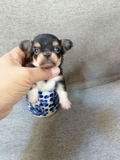 ไซส์เล็กหัวแอปเปิ้ล​คิ้วใหญ่​ รูปที่ 2