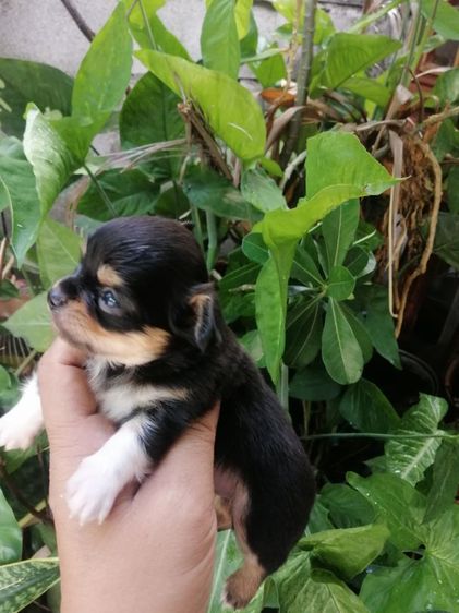 ไซส์เล็กหัวแอปเปิ้ล​คิ้วใหญ่​ รูปที่ 10