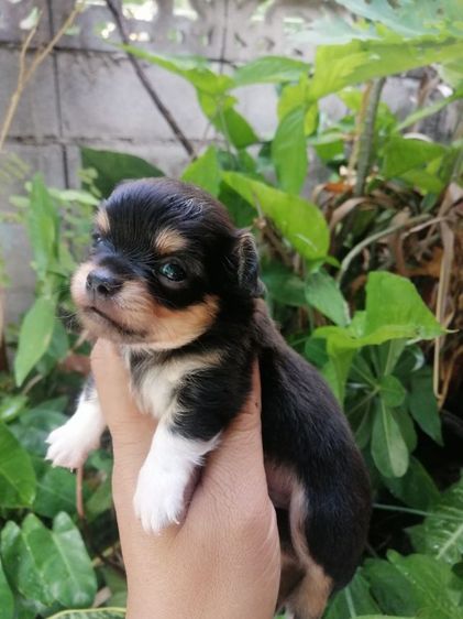 ไซส์เล็กหัวแอปเปิ้ล​คิ้วใหญ่​ รูปที่ 9