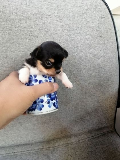 ไซส์เล็กหัวแอปเปิ้ล​คิ้วใหญ่​ รูปที่ 7