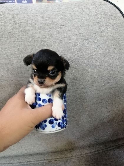 ไซส์เล็กหัวแอปเปิ้ล​คิ้วใหญ่​ รูปที่ 5