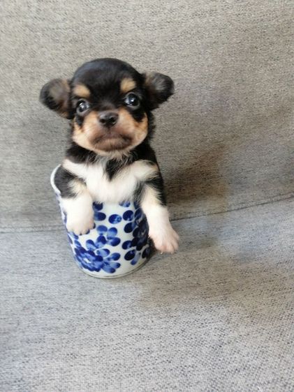 ไซส์เล็กหัวแอปเปิ้ล​คิ้วใหญ่​ รูปที่ 3