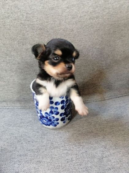 ไซส์เล็กหัวแอปเปิ้ล​คิ้วใหญ่​