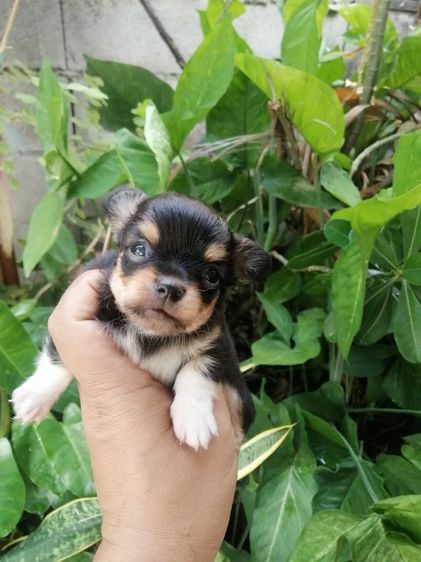 ไซส์เล็กหัวแอปเปิ้ล​คิ้วใหญ่​ รูปที่ 11