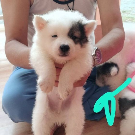 บางแก้วแท้ สายเลือดแชมป์ประเทศไทย รูปที่ 4