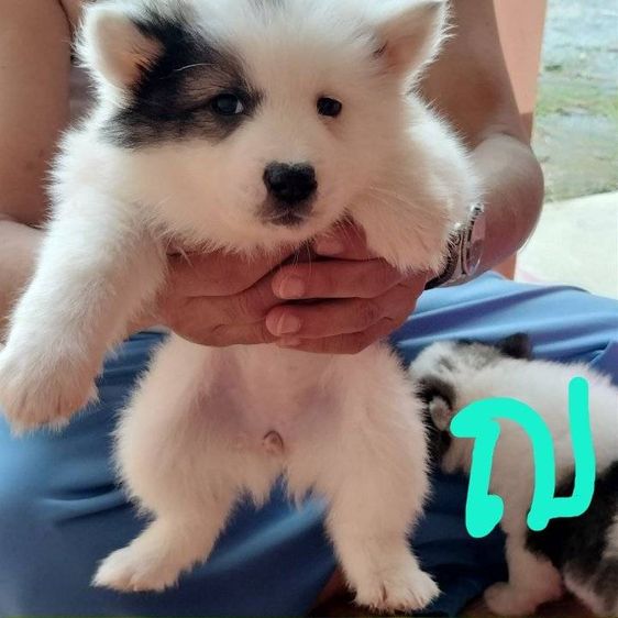 บางแก้วแท้ สายเลือดแชมป์ประเทศไทย รูปที่ 5