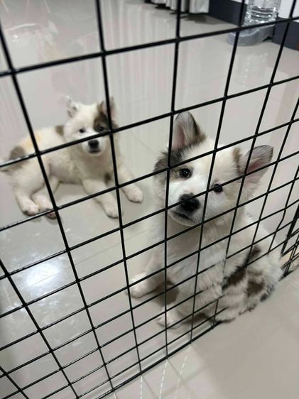 บางแก้วแท้ สายเลือดแชมป์ประเทศไทย