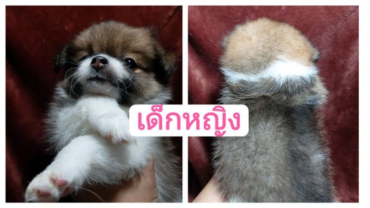 ลูกสุนัข ชิ ปอม