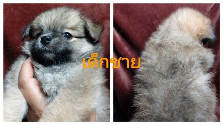 ลูกสุนัข ชิ ปอม รูปที่ 2