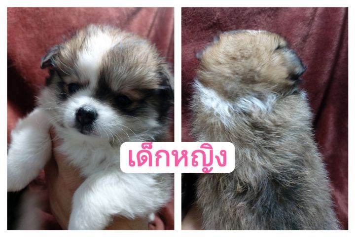 ลูกสุนัข ชิ ปอม รูปที่ 5
