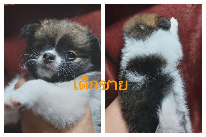 ลูกสุนัข ชิ ปอม รูปที่ 3