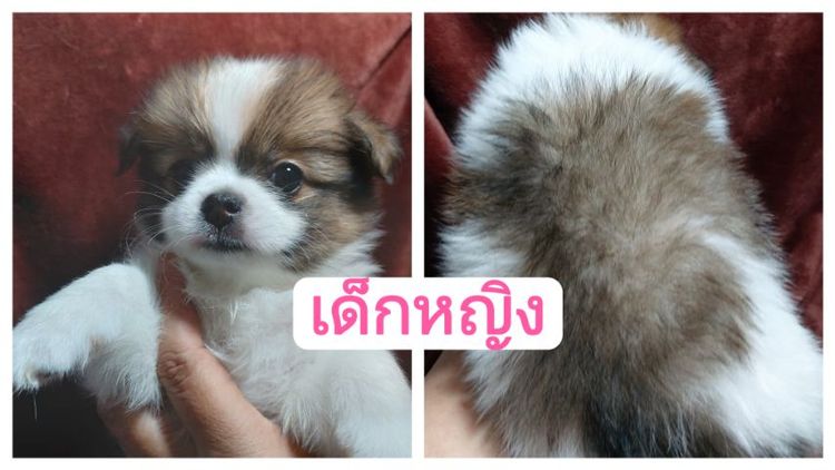 ลูกสุนัข ชิ ปอม รูปที่ 4