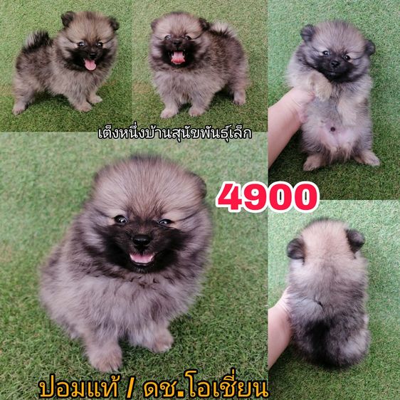 ปอมเเท้ ฟอร์มสวย พร้อมย้าย รูปที่ 2