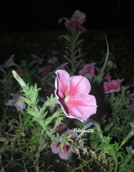 กล้องดิจิตอล sanyo vpc-s1285 รูปที่ 5