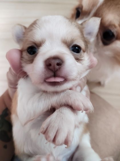 สัตว์เลี้ยง รูปที่ 2