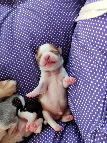 ชิวาวา (Chihuahua) เล็ก สัตว์เลี้ยง