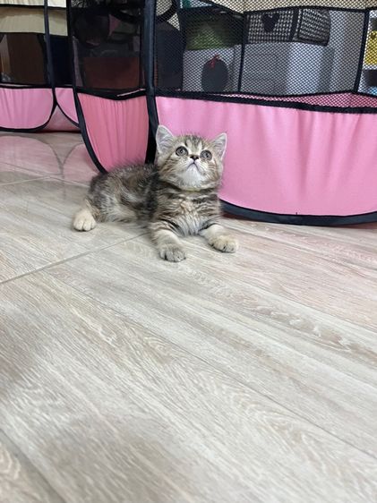 แมว EXO ติก เมีย รูปที่ 2