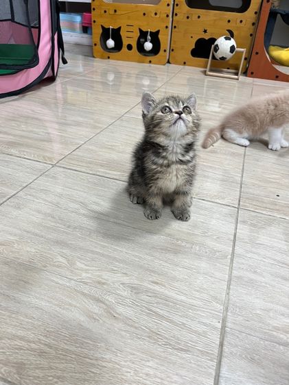 แมว EXO ติก เมีย รูปที่ 10