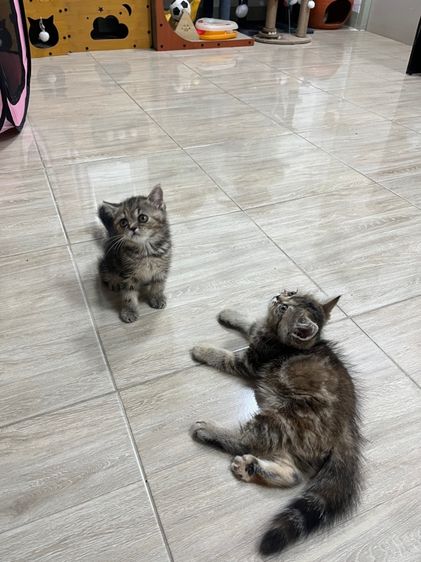 แมว EXO ติก เมีย รูปที่ 15