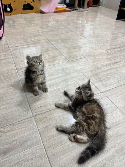 แมว EXO ติก เมีย รูปที่ 16