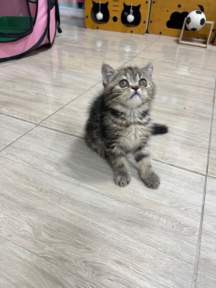 แมว EXO ติก เมีย รูปที่ 3