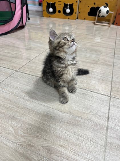 แมว EXO ติก เมีย รูปที่ 4