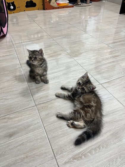 แมว EXO ติก เมีย รูปที่ 13