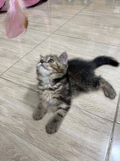 แมว EXO ติก เมีย รูปที่ 9