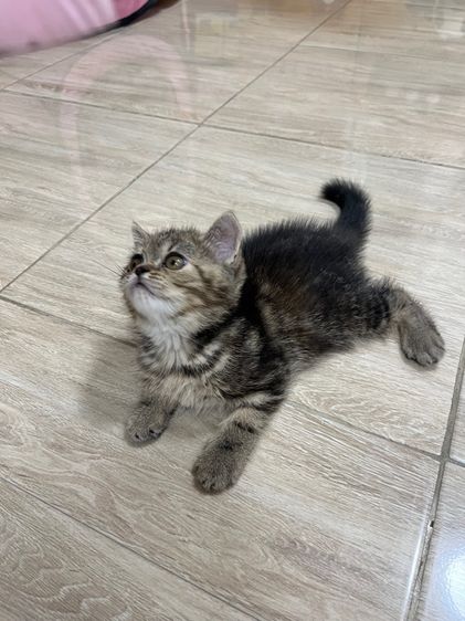 แมว EXO ติก เมีย รูปที่ 11