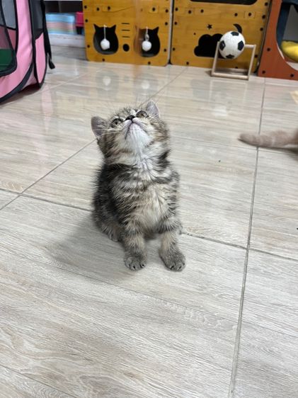 แมว EXO ติก เมีย รูปที่ 8