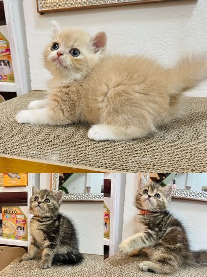 แมว EXO ติก เมีย