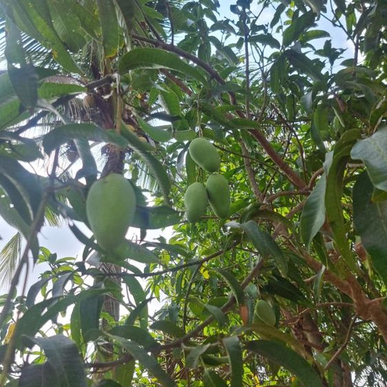 ไม่ใช่ ขายที่ดิน1ไร่ รูปที่ 3