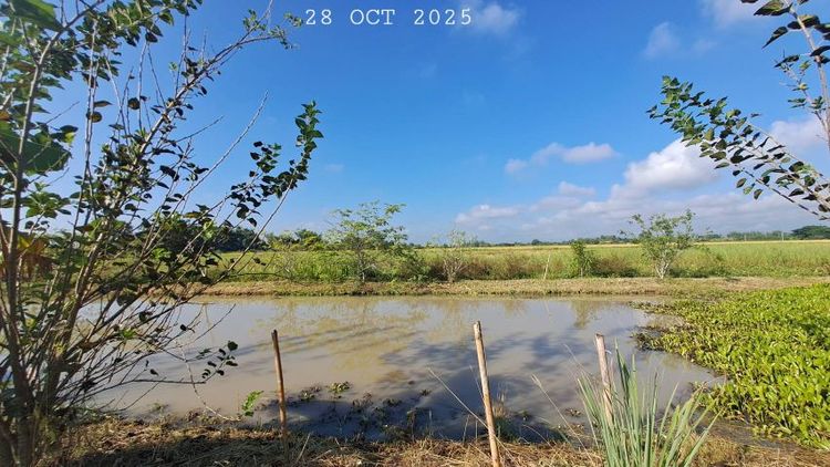 ไม่ใช่ ขายบ่อปลาสวนผสม น้ำประปาไฟฟ้าพร้อมเหมาะทำบ้านสวนริมนา ฟาร์มสเตย์ รูปที่ 3