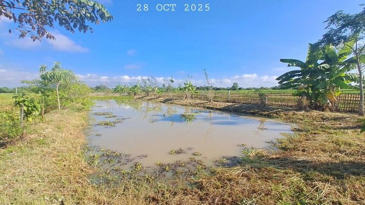 ไม่ใช่ ขายบ่อปลาสวนผสม น้ำประปาไฟฟ้าพร้อมเหมาะทำบ้านสวนริมนา ฟาร์มสเตย์ รูปที่ 2