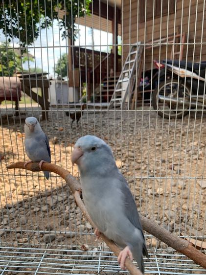 นกแก้วฟอพัส รูปที่ 4