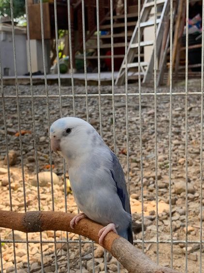 นกแก้วฟอพัส รูปที่ 2