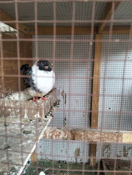 นกคุ้ม10ตัว นกพิราบโมเดน่า1คู่พร้อกรงให้ฟรี รูปที่ 4