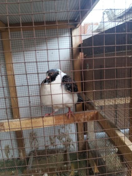 นกคุ้ม10ตัว นกพิราบโมเดน่า1คู่พร้อกรงให้ฟรี รูปที่ 3