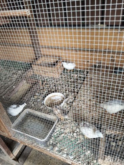 นกคุ้ม10ตัว นกพิราบโมเดน่า1คู่พร้อกรงให้ฟรี รูปที่ 2