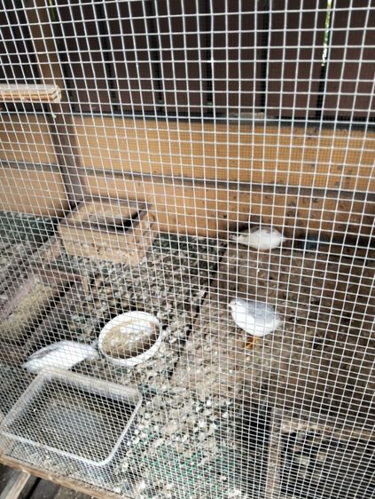 อื่นๆ นกคุ้ม10ตัว นกพิราบโมเดน่า1คู่พร้อกรงให้ฟรี