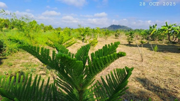 ขายสวนผสม วิวทุ่งนาภูเขา เหมาะทำโรงนา บ้านสวนริมนา สวนเกษตร