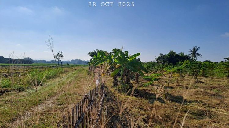 ไม่ใช่ ขายสวนผสม วิวทุ่งนาภูเขา เหมาะทำโรงนา บ้านสวนริมนา สวนเกษตร รูปที่ 4