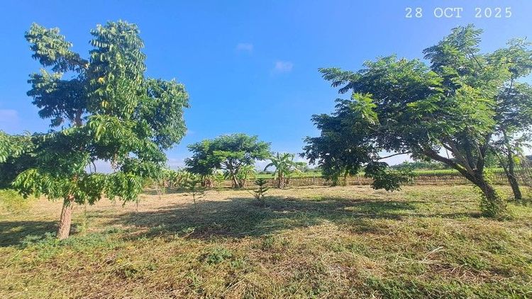 ไม่ใช่ ขายสวนผสม วิวทุ่งนาภูเขา เหมาะทำโรงนา บ้านสวนริมนา สวนเกษตร รูปที่ 3