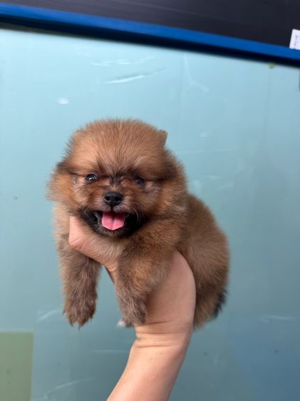 ปอมเมอเรเนียน (Pomeranian) เล็ก ปอมจิ๋วๆ